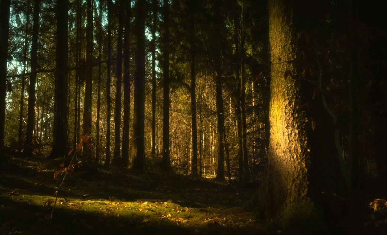 Calm Curl is a dark green ChatGPT theme with an image background.