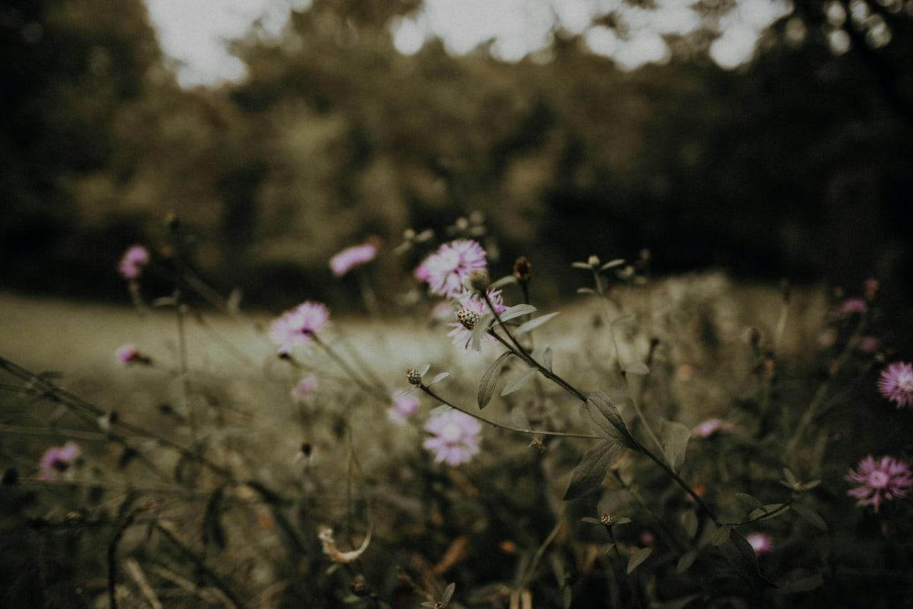 Dappled Harbor is a light fuchsia ChatGPT theme with an image background.
