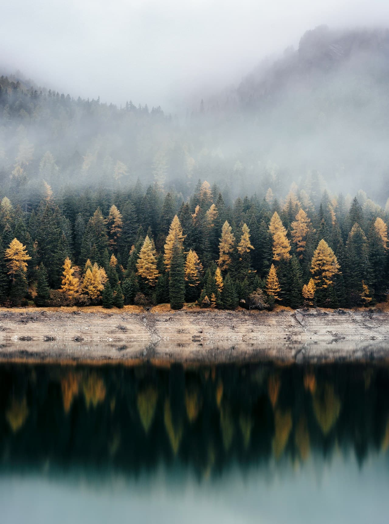 A calm, misty lakeside scene with dense evergreen trees lining the shore and their reflections mirrored in still water. Fog hangs low among the trees, softening the background and adding a layered, atmospheric depth. The color palette is cool and muted, with dark greens and grays punctuated by a few warmer tree tones. The composition is balanced and slightly symmetrical due to the reflection, creating a tranquil, meditative feel. Light is diffused and overcast, with no harsh highlights. The mood is quiet and contemplative, like a peaceful morning by a silent lake.