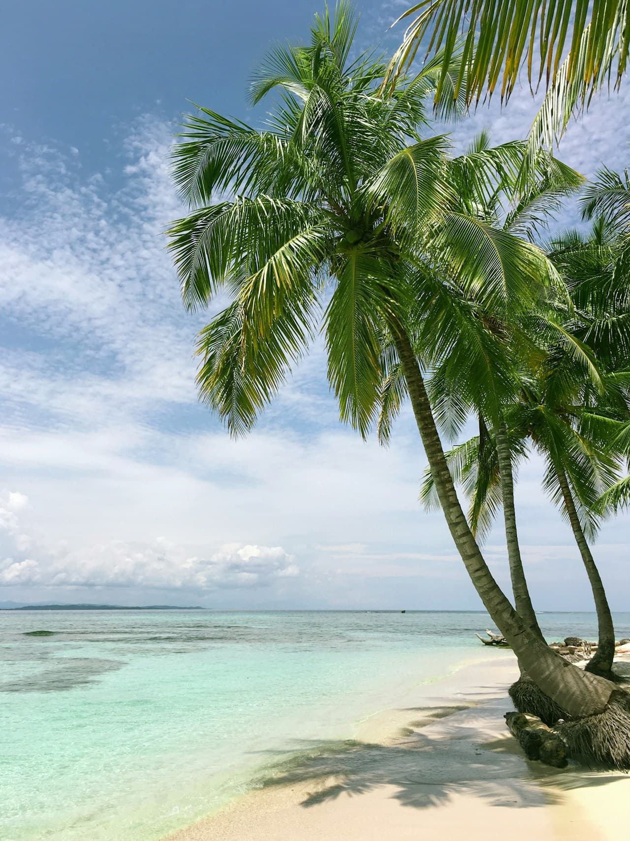 A bright daytime coastal photograph featuring several tall palm trees leaning over a narrow strip of white sand. Their fronds fill the upper frame, casting delicate shadows on the beach, while clear, shallow water glows in mint and turquoise tones. The horizon is low, with a pale blue sky and thin, scattered clouds stretching above. The composition emphasizes the palms as a natural frame and uses a wide, uncluttered shoreline to convey warmth and relaxation. The mood feels breezy and tropical, like a quiet, sunny afternoon.