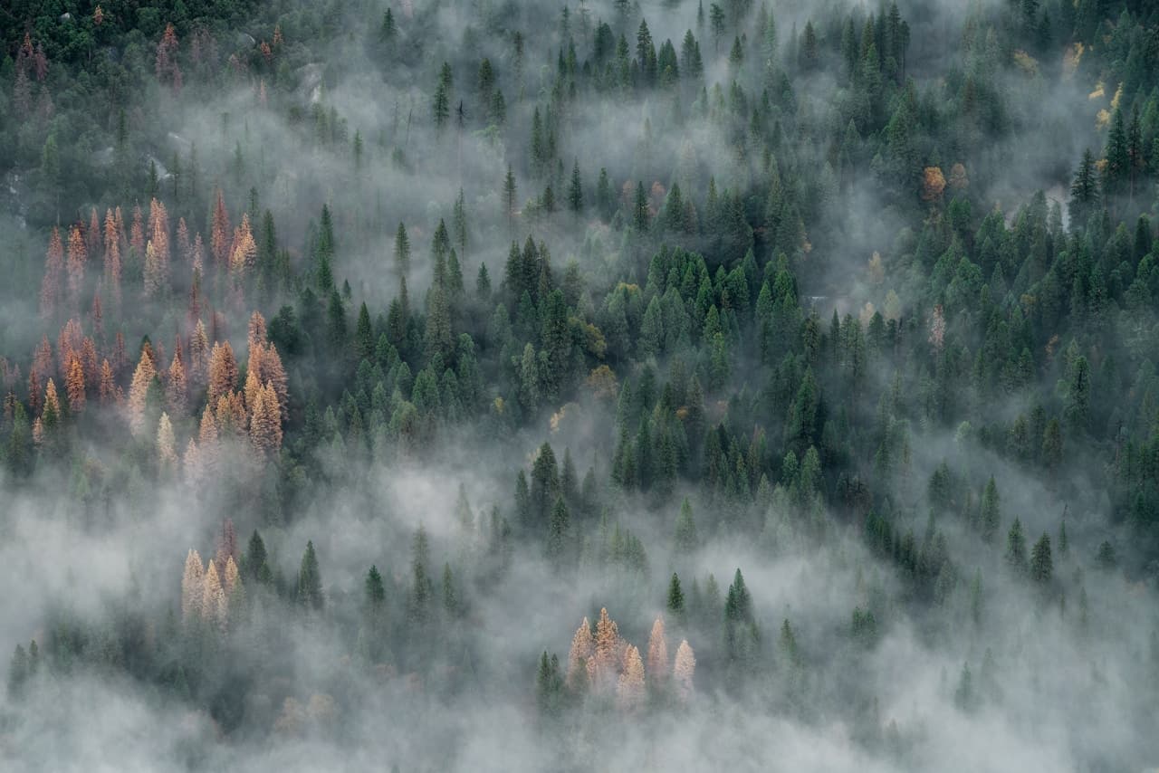 An aerial view of a dense forest canopy where pale fog drifts between conifer tops. Deep greens dominate, while scattered patches of orange and rust-colored trees add subtle contrast. The composition is tightly framed and pattern-like, turning the forest into a textured tapestry of repeating shapes. Soft, diffused light from overcast conditions flattens shadows and enhances the misty atmosphere. There is no visible horizon, emphasizing abstraction through nature's geometry. The mood is quiet and mysterious, with a cool, damp feeling and a sense of drifting calm above the trees.