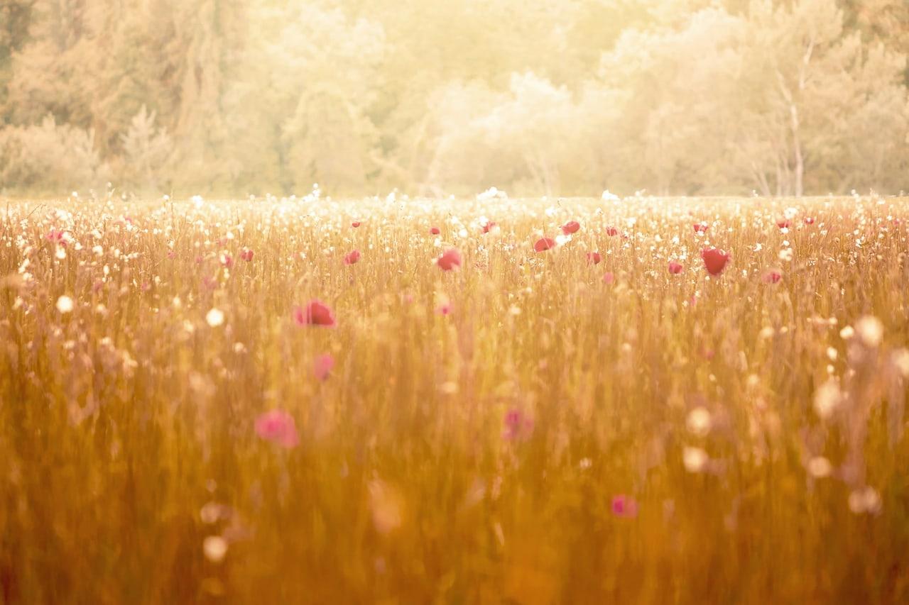 Shadowed Haze is a light fuchsia ChatGPT theme with an image background.