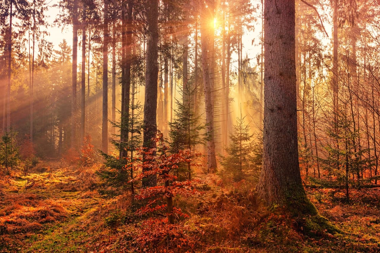A warm, golden photograph inside a forest with tall tree trunks and low morning or late-afternoon sunbeams streaming through. The forest floor is covered with orange-brown leaves and moss, while smaller evergreens add green accents among the warm tones. The composition is a mid-to-wide shot with strong vertical lines from the trees and diagonal rays of light that create depth. The lighting is dramatic and hazy, giving a soft glow to the scene. The mood is cozy, magical, and serene, like stepping into a sunlit woodland.