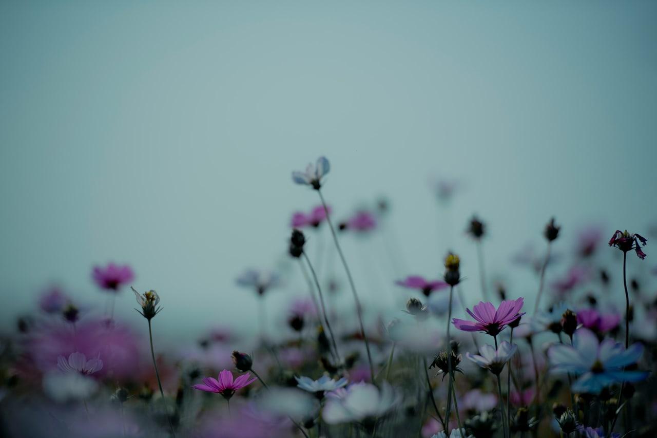 Echoing Veil background Echoing Veil is a dark pink ChatGPT theme with an image background.