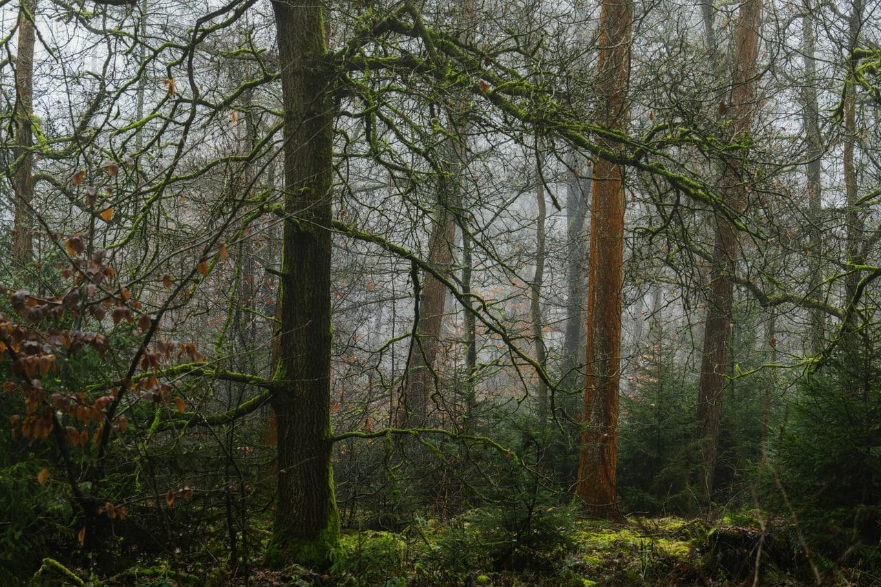 Gentle Echo background Gentle Echo is a dark green ChatGPT theme with an image background.