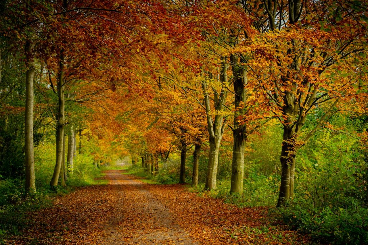 Quiet Crest background Quiet Crest is a dark green ChatGPT theme with an image background.