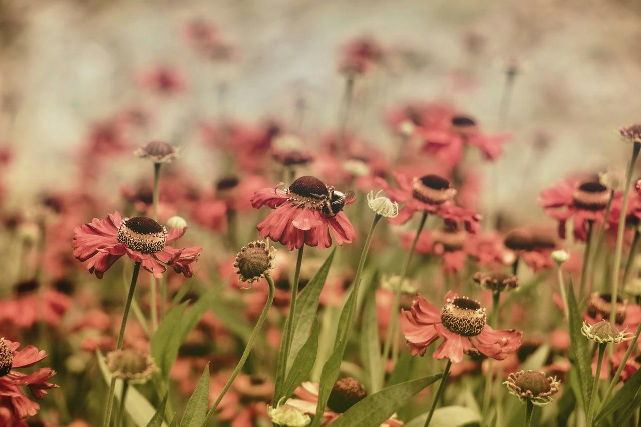 Sunlit Haze background Sunlit Haze is a light fuchsia ChatGPT theme with an image background.