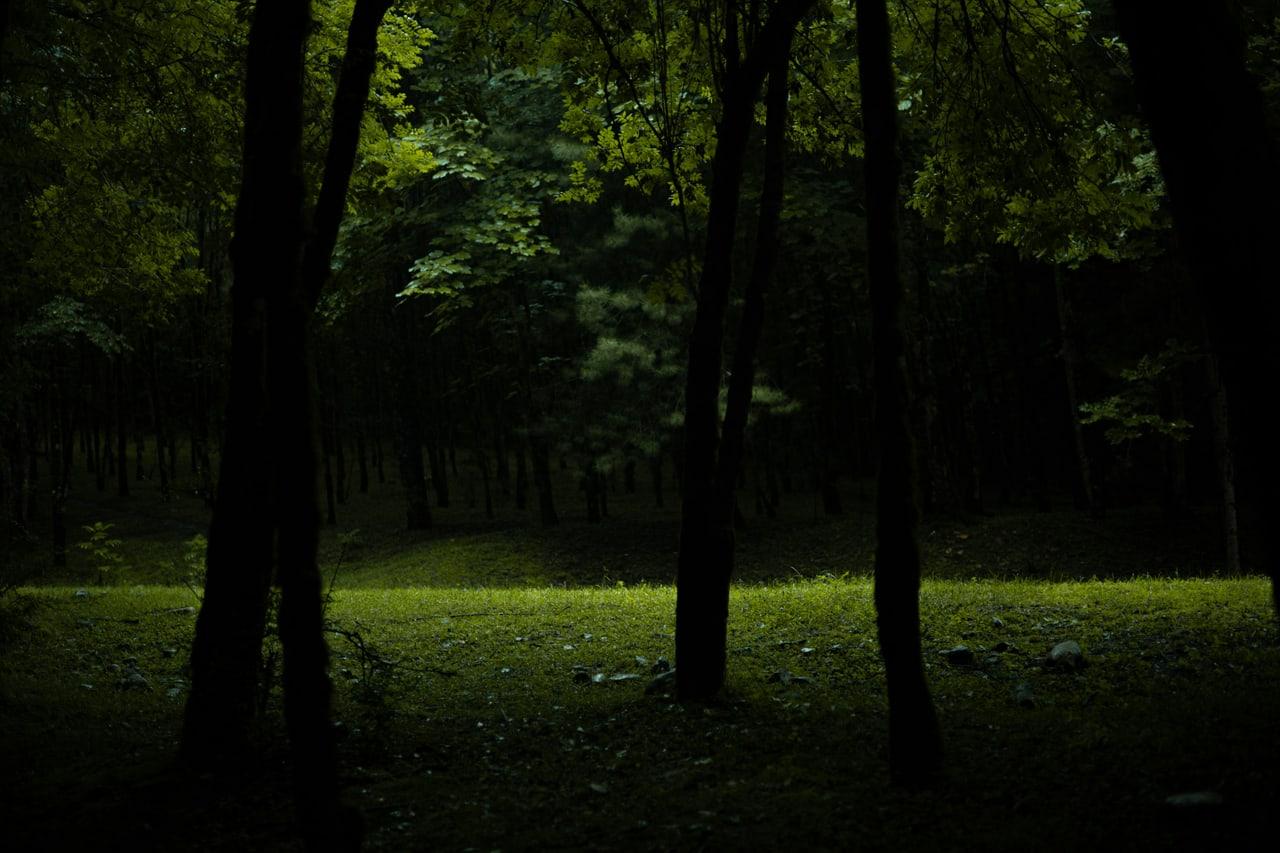 Tonal Echo background Tonal Echo is a dark green ChatGPT theme with an image background.